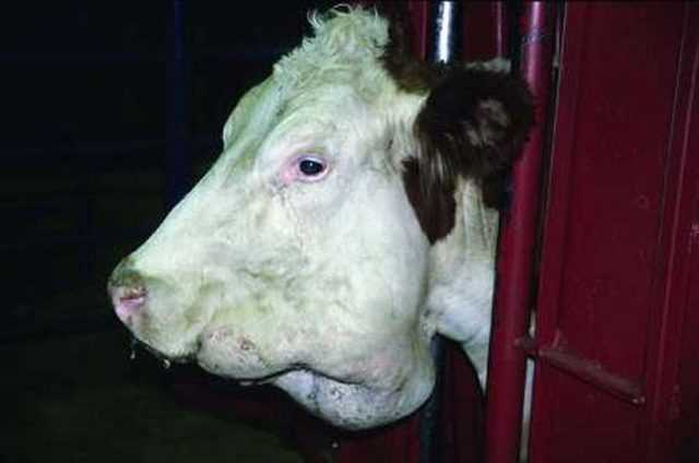 Вирусная диарея крупного рогатого скота (diarrhea viralis bovum)