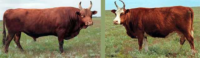 Калмыцкая порода коров - биокорова