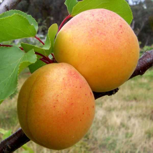 Абрикос ананасный: правила выращивания фруктового дерева