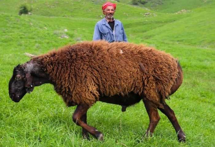 Гиссарская порода овец: характеристика, описание
