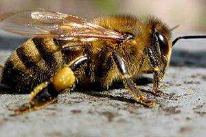Жизнь пчел, распределение обязанностей в улье, летние пчелы