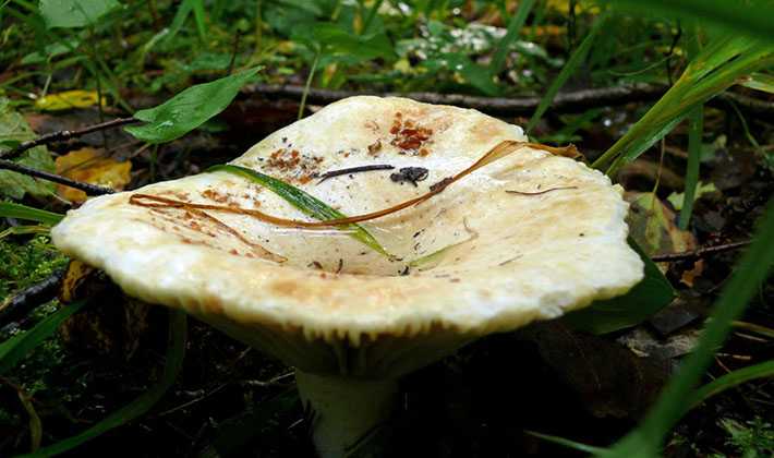 Подгруздок белый – фото и описание съедобного гриба, где растет, как выглядит, ложные грибы
