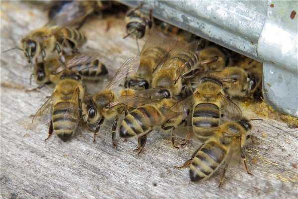 Пчелиное воровство: как бороться с этим, что делать (фото, видео)
