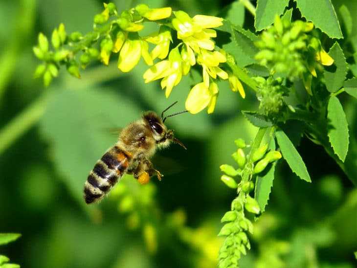 Особенности строения пчел