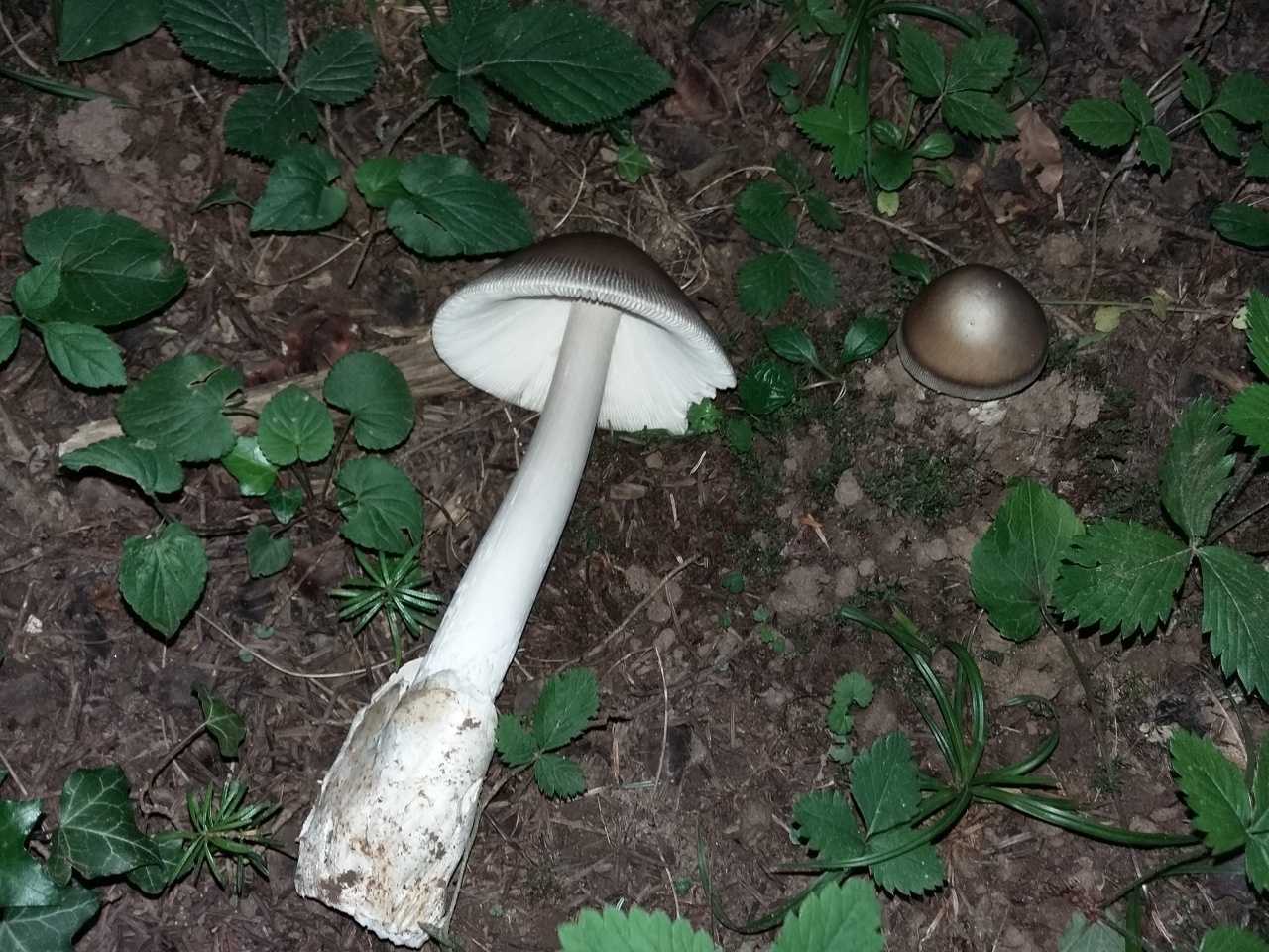 Мухомор вонючий (белая поганка): сходство с 4 съедобными грибами