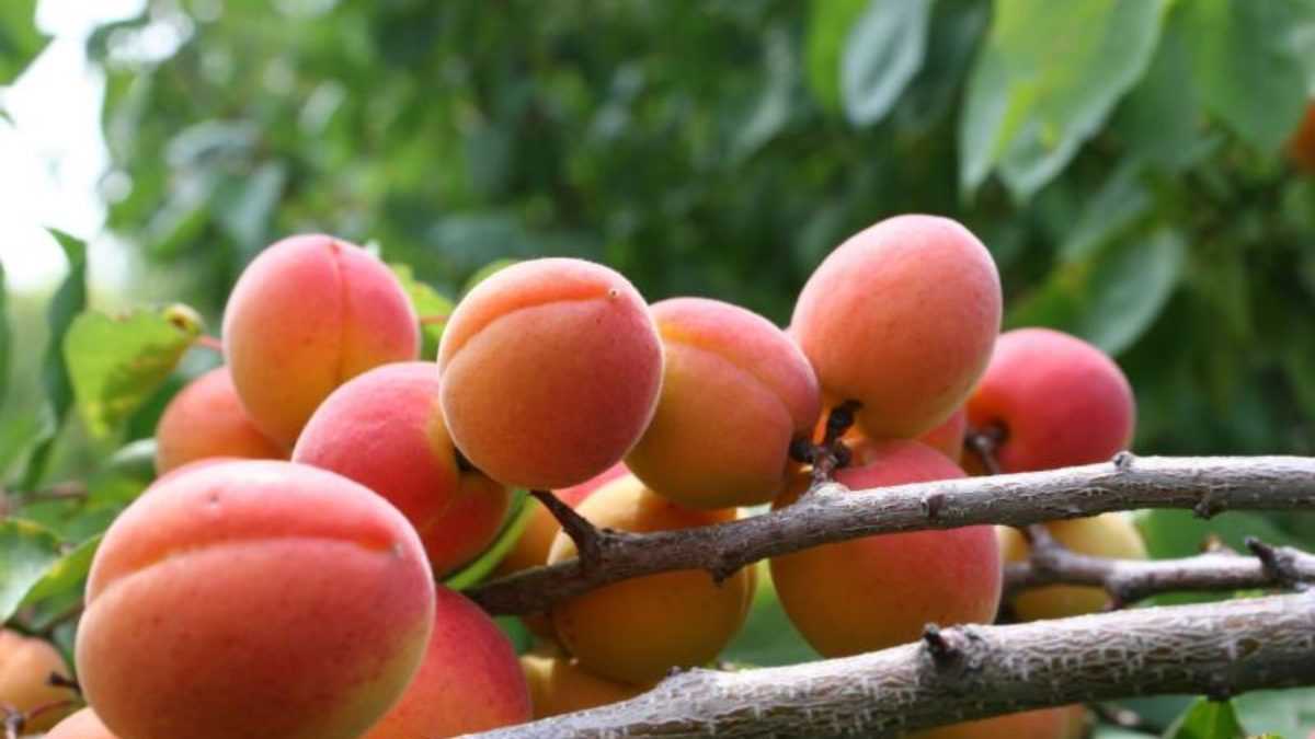Лучшие сорта абрикоса устойчивых к монилиозу