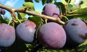Сливово-вишневый гибрид: описание омского, опатого, пирамидального, отзывы