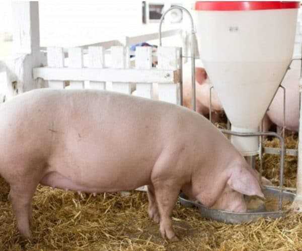 Вес свиньи - как определяется и от чего зависит. советы по быстрому набору веса