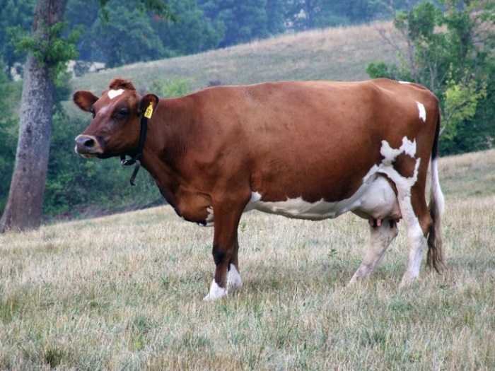 Бестужевская порода коров — описание и характеристика