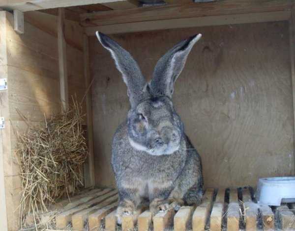 Особенности выращивания кролика ризен