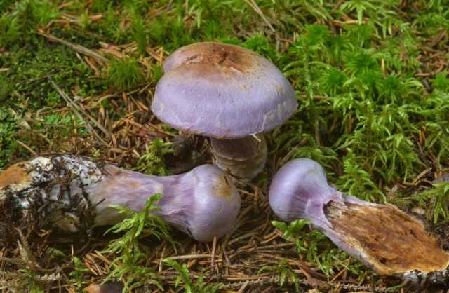 Фиолетовый паутинник (приболотник фиолетовый, cortinarius violaceus): как выглядит, где и как растет, съедобный или нет, как готовить