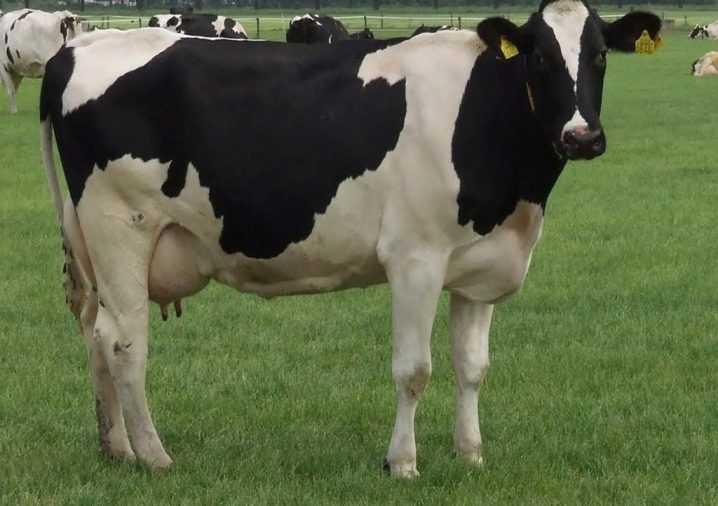 Мясные породы коров - описание, характеристики, фото и видео | россельхоз.рф