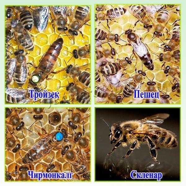 Порода пчел карника: их недостаток, отзывы, фото, пчеломатки, пчелопакеты