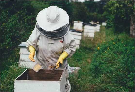 Какой улей выбрать начинающие пчеловоду – 4 лучших варианта