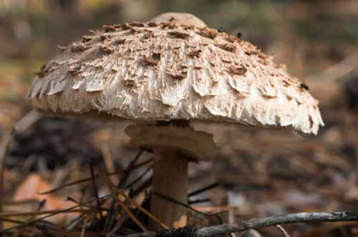 Гриб зонтик (фото). узнайте, какой гриб зонтик съедобный, а какой - ядовитый :: syl.ru