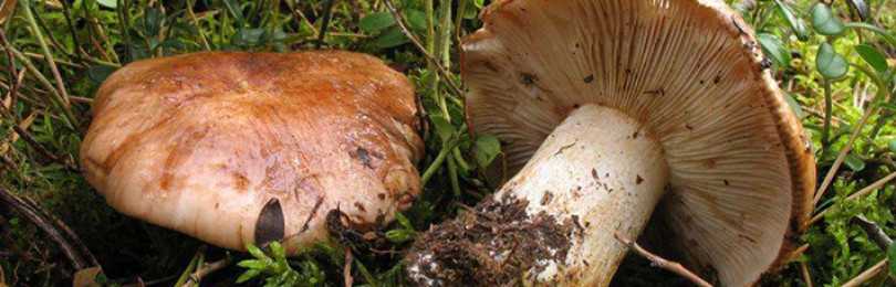 Сколько варить сухие грибы по времени после замачивания