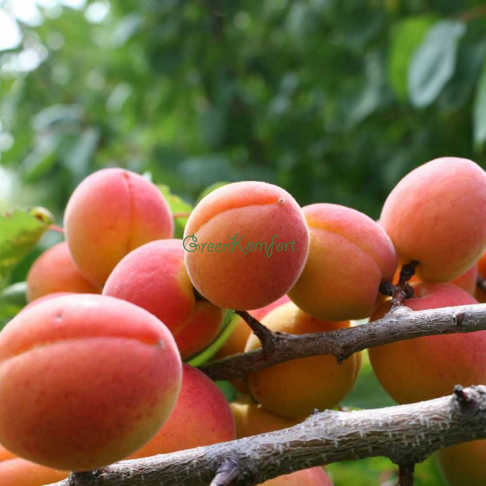 15 лучших сортов абрикоса: описание и характеристика, их морозостойкость, транспортабельность и вкусовые качества (фото & видео) +отзывы