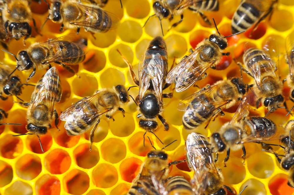 Пчелиные соты — википедия. что такое пчелиные соты