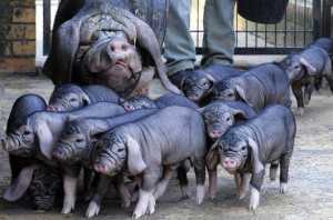 Породы свиней – описание, фото и видео