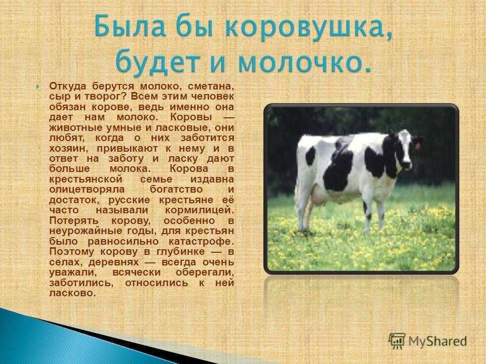 Молокообразование у КРС: когда появляется молоко у коровы, периоды лактации. Дает ли корова молоко без отела, что влияет на его качество и количество.
