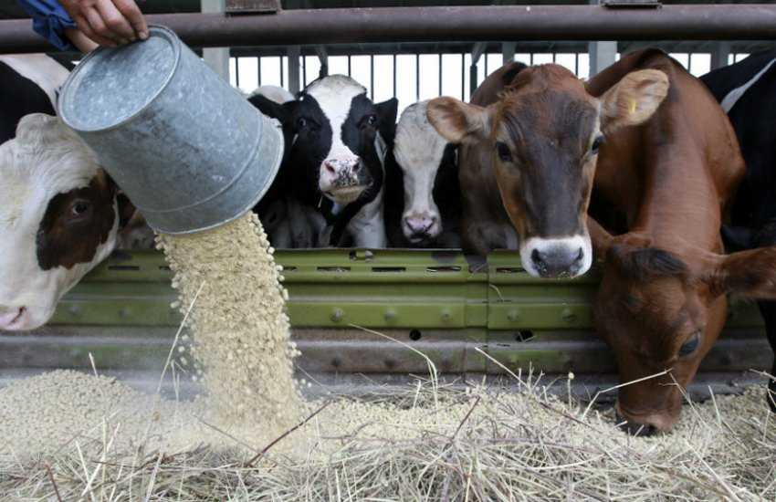 Как и чем кормить корову: сколько сена и комбикорма нужно на зиму, в год, в день, в сутки, чтобы крс съедал все — рацион кормления молочного направления для удоев