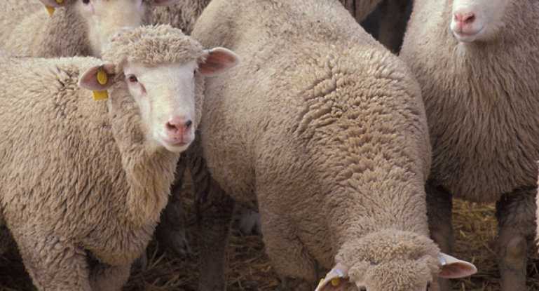 Куйбышевская порода овец: описание, продуктивность, достоинства