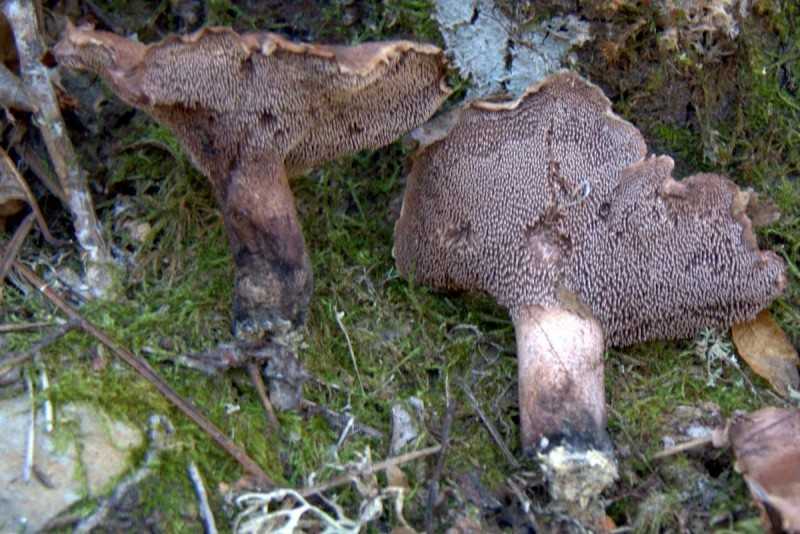 Подосиновик белоножковый (leccinum albostipitatum) –  грибы сибири