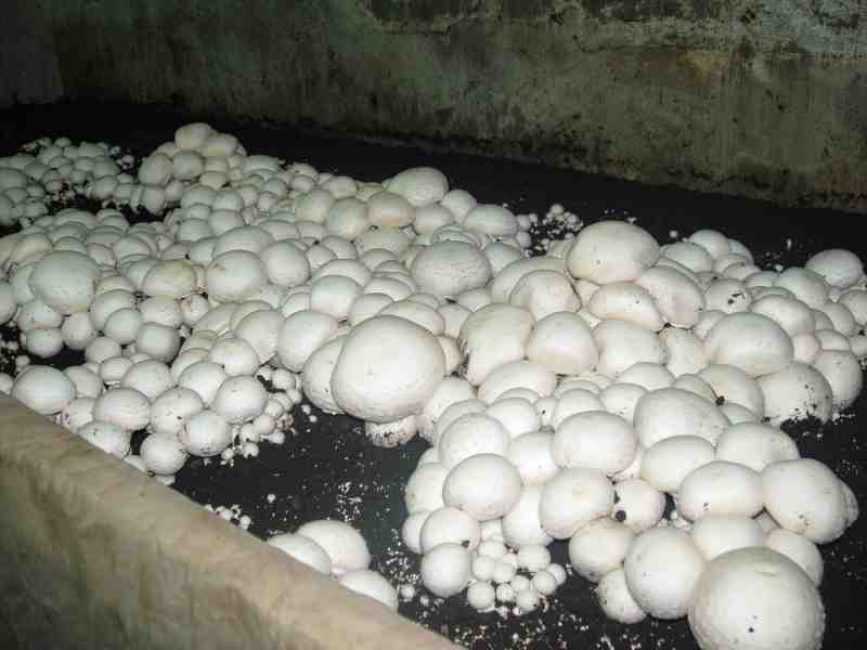 Мицелий грибов: что это такое и как выглядит, как вырастить на даче и в домашних условиях?