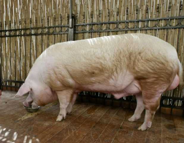 Содержание свиней зимой: температура, режим, уход