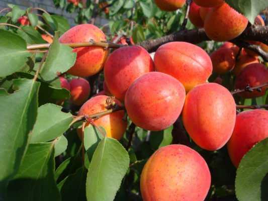 Полная характеристика абрикоса Краснощекий: внешний вид дерева и плодов, вкусовые качества, урожайность, зимостойкость, правила посадки и ухода.