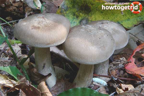 Рядовка частопластинковая: где растет гриб? фото рядовки