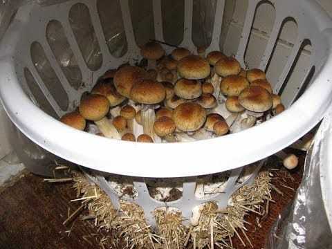 Фирменные методы выращивания белых грибов в домашних условиях
