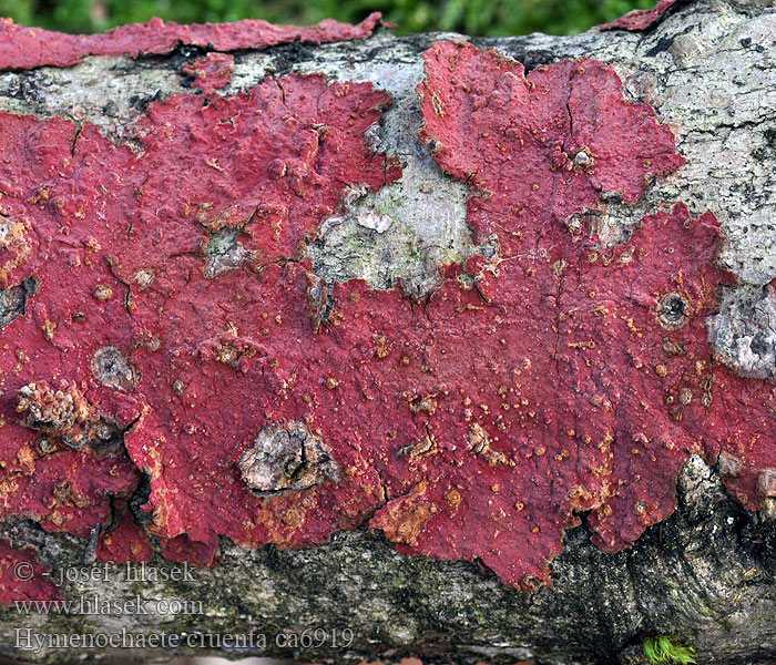 Гименохета красно-бурая: видовые особенности, внешняя характеристика плодового тела, пищевая ценность. Ареал распространения, время роста. Отличие от двойников.