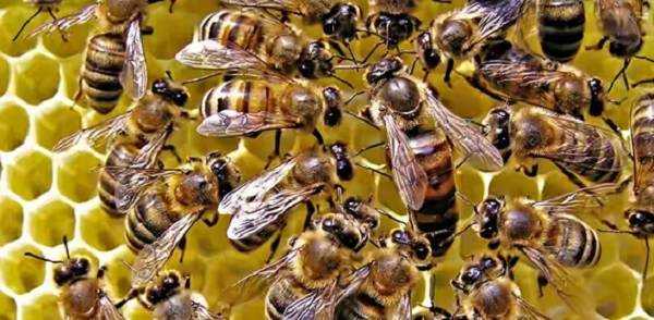 Как сделать отводок пчел: пошаговая инструкция
