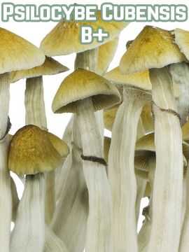 Псилоцибе синеющая (psilocybe cyanescens): фото, описание и где растет гриб в россии