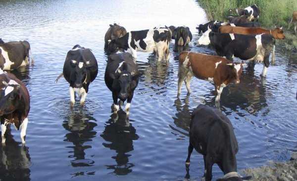 Болезни суставов — скотоводство. крупный рогатый скот -> крупный рогатый скот -> болезни крупного рогатого скота -> внутренние незаразные болезни