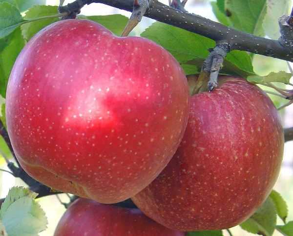 Яблоки ред делишес: описание и характеристики сорта, выращивание, отзывы