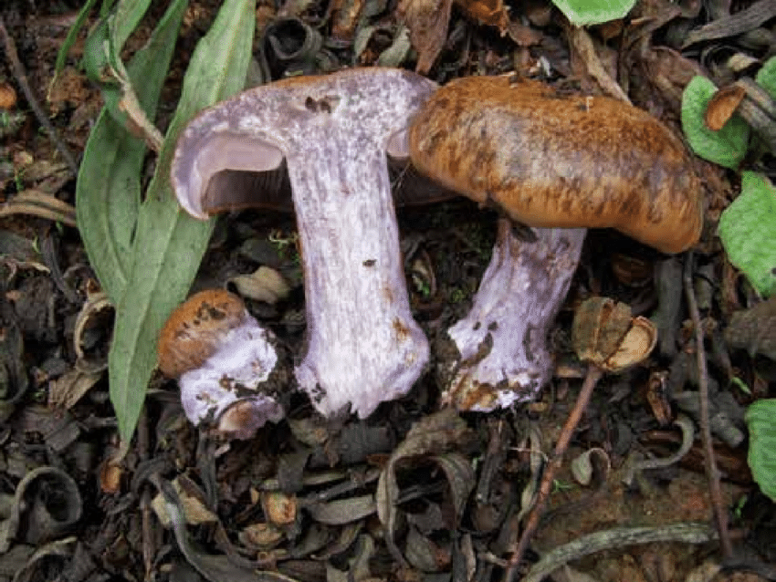 Паутинник бело-фиолетовый (cortinarius alboviolaceus) –  грибы сибири