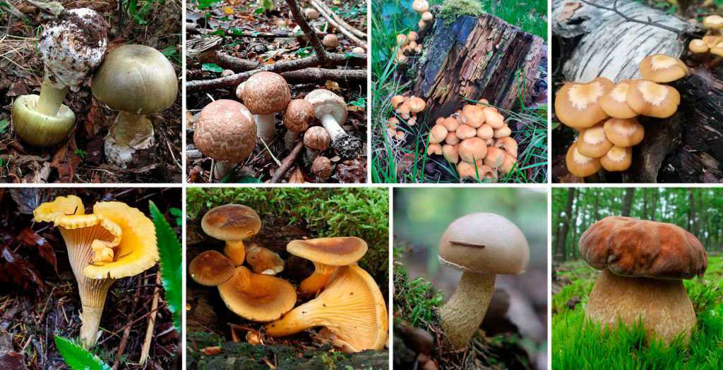 Луговые опята (marasmius oreades): фото, описание, как готовить грибы и как отличить их от ложных двойников