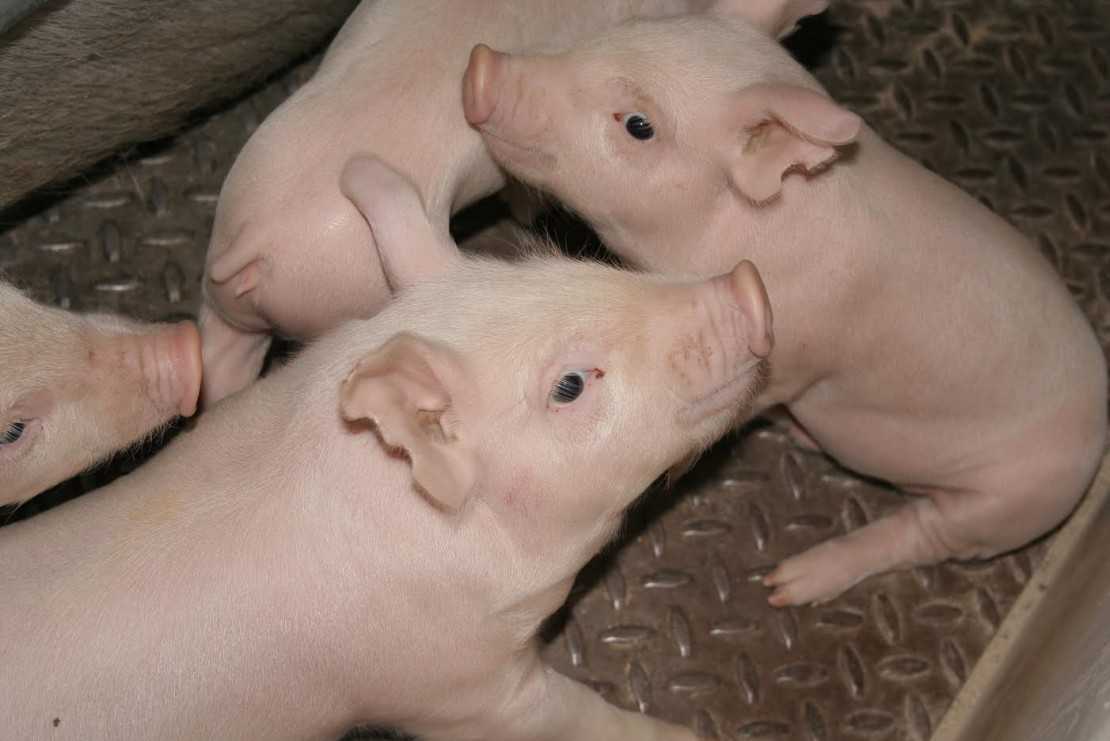 Племенное свиноводство | выбраковка свиноматок