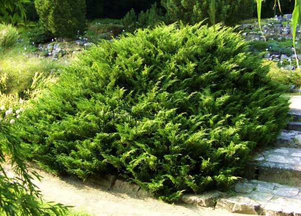 Можжевельник чешуйчатый ”блю карпет” — juniperus squamata ”blue carpet”