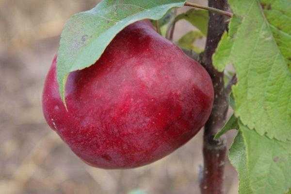 Яблони сорта лобо: посадка и уход selo.guru — интернет портал о сельском хозяйстве