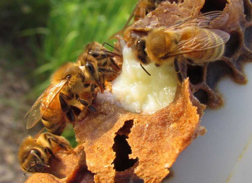 Промышленное пчеловодство: оборудование, пасеки, видео