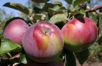 Яблоня флорина описание - самая устойчивая к заболеваниям яблоня. | садовый участок