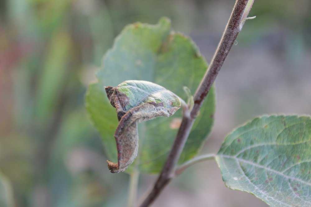 Причины скручивания листьев у груши – руководство по лечению