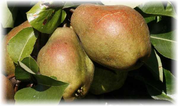 Поздние сорта груш: 10 деревьев с вкусными плодами