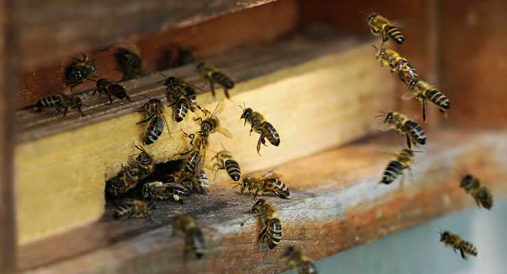 Ноземацид (порошок, 2,5 г) | магазин пчеловодства "пчеловод ком"