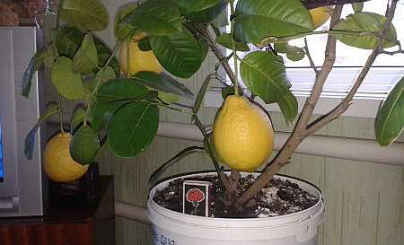 Лимон - польза и вред, состав, калорийность, содержание полезных веществ. как вырастить лимон в домашних условиях, рецепты приготовления блюд