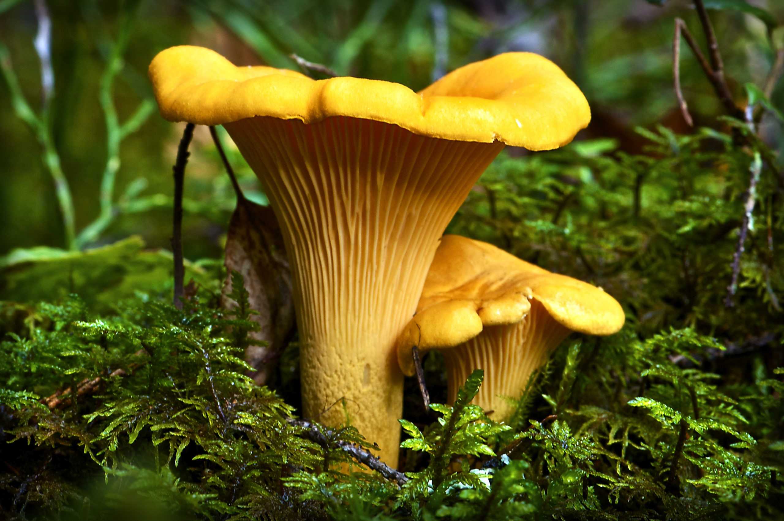 Грибы лисички: фото и описание, можно ли есть ложные грибы и как их отличить от настоящих