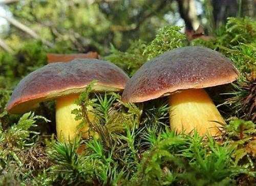 Белый гриб (боровик): король грибов, двойники с фото, выращивание в домашних условиях